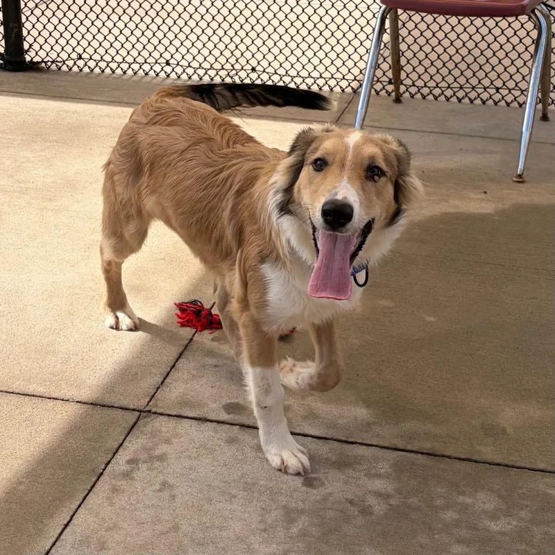 A baby medium-sized male Yellow / Tan / Blond / Fawn Collie dog named Teddy for adoption in Norman, OK