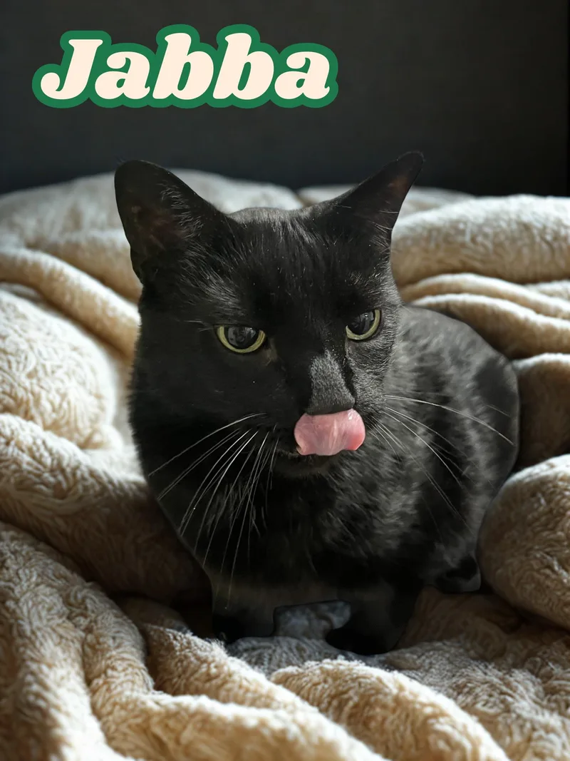 An adult extra large-sized male Black Domestic Short Hair cat named Jabba for adoption in Orleans, VT