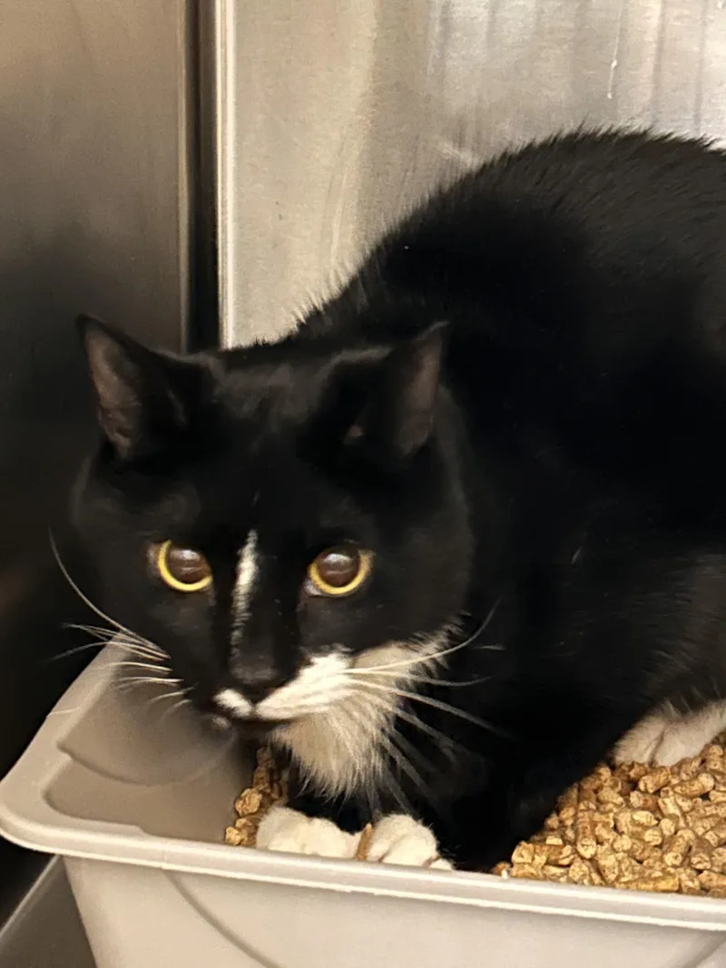 An adult medium-sized male Black & White / Tuxedo Domestic Short Hair cat named Beau for adoption in Germanton, NC