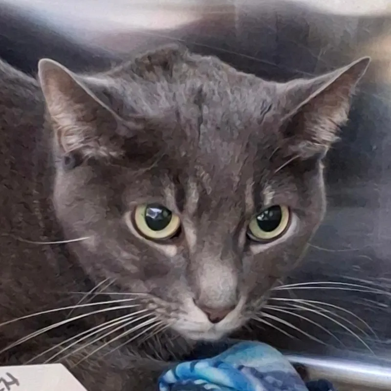An adult medium-sized female Gray / Blue / Silver Domestic Short Hair cat named Ladybug for adoption in Lakeland, FL