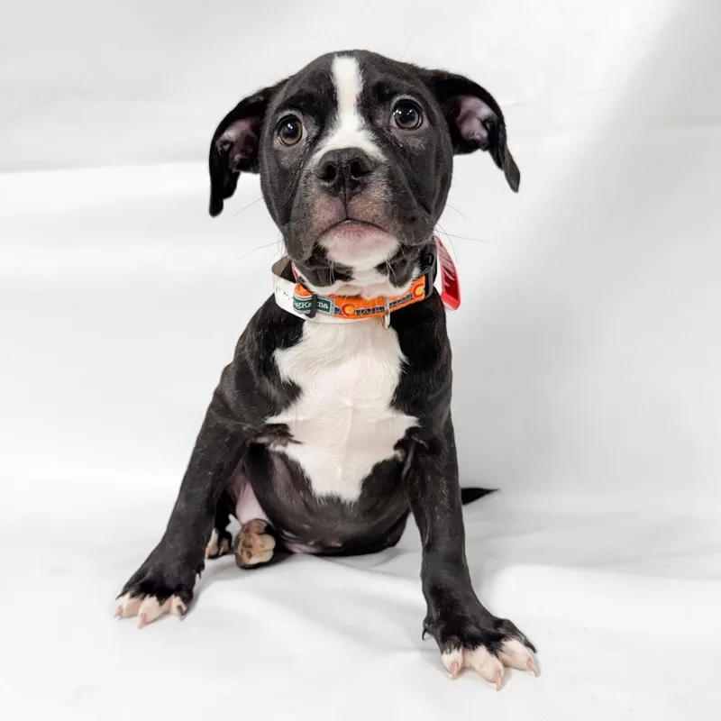 A baby medium-sized female Pit Bull Terrier dog named Cordelia for adoption in Parker, CO