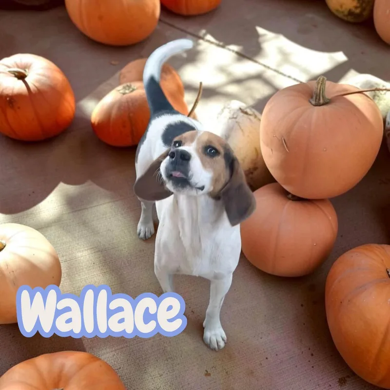 An adult medium-sized male Beagle dog named Wallace silly and for adoption in Chuckey, TN