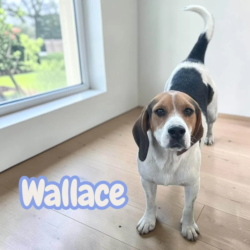 Wallace  silly and thumbnail 2