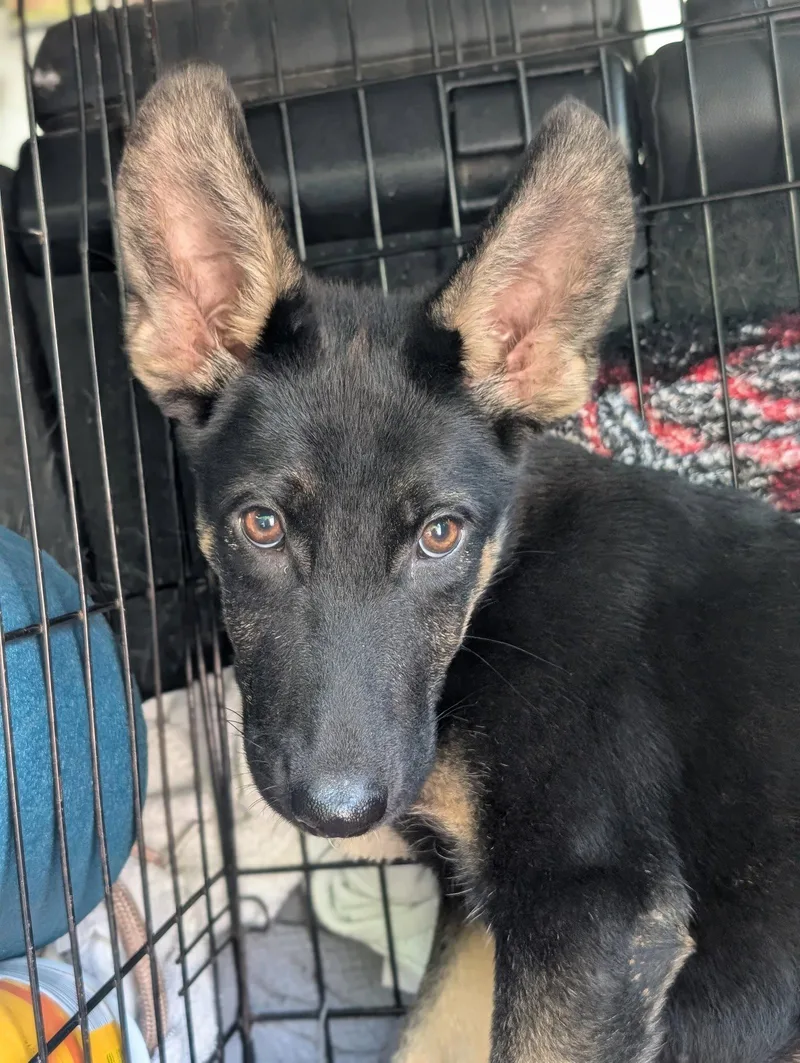 A baby medium-sized female German Shepherd Dog dog named Louvre for adoption in Holly Springs, NC