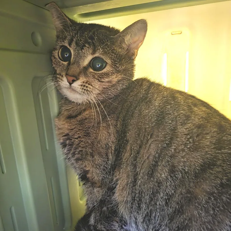 An adult medium-sized female Brown / Chocolate Domestic Short Hair cat named Vanessa for adoption in Fort Wayne, IN
