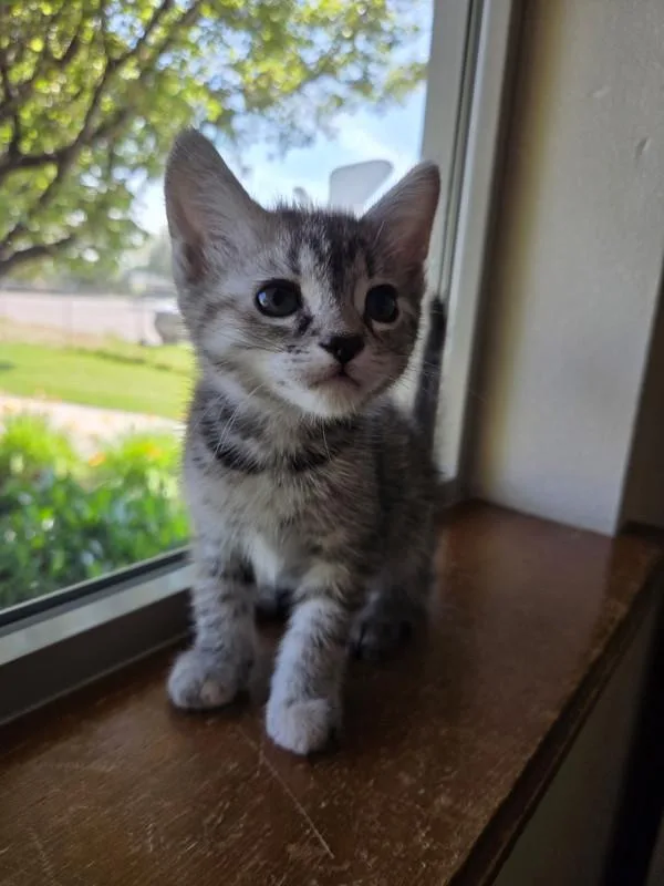 Daphne