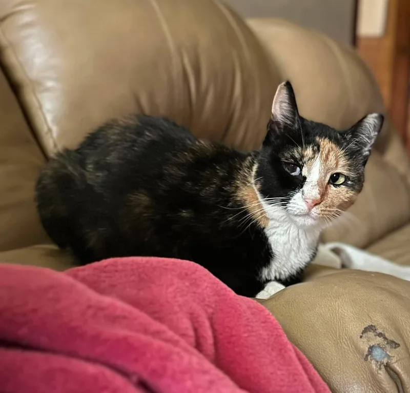 An adult medium-sized female Calico Domestic Short Hair cat named Cassiopeia for adoption in Fort Oglethorpe, GA