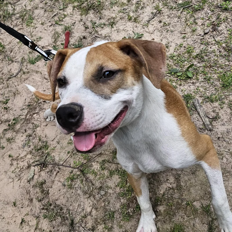An adult medium-sized male Apricot / Beige American Staffordshire Terrier dog named BiscuitCO for adoption in Magnolia, TX