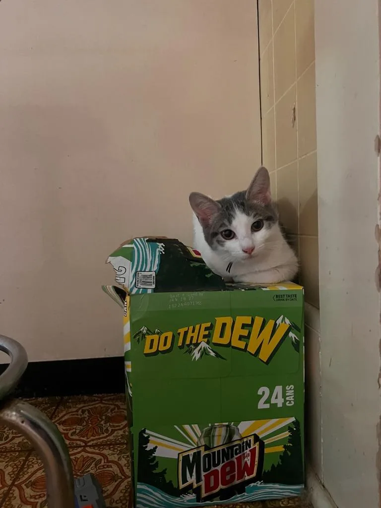 A baby medium-sized female Domestic Short Hair cat named Dusty for adoption in Johnson City, TN