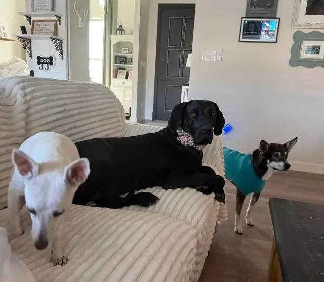 A young large-sized female Great Dane dog named Maddie for adoption in Polk, OH