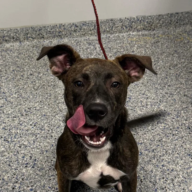 A young medium-sized female Mixed Breed dog named Bluebelle for adoption in Greenville, SC