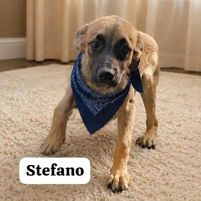 Stefano