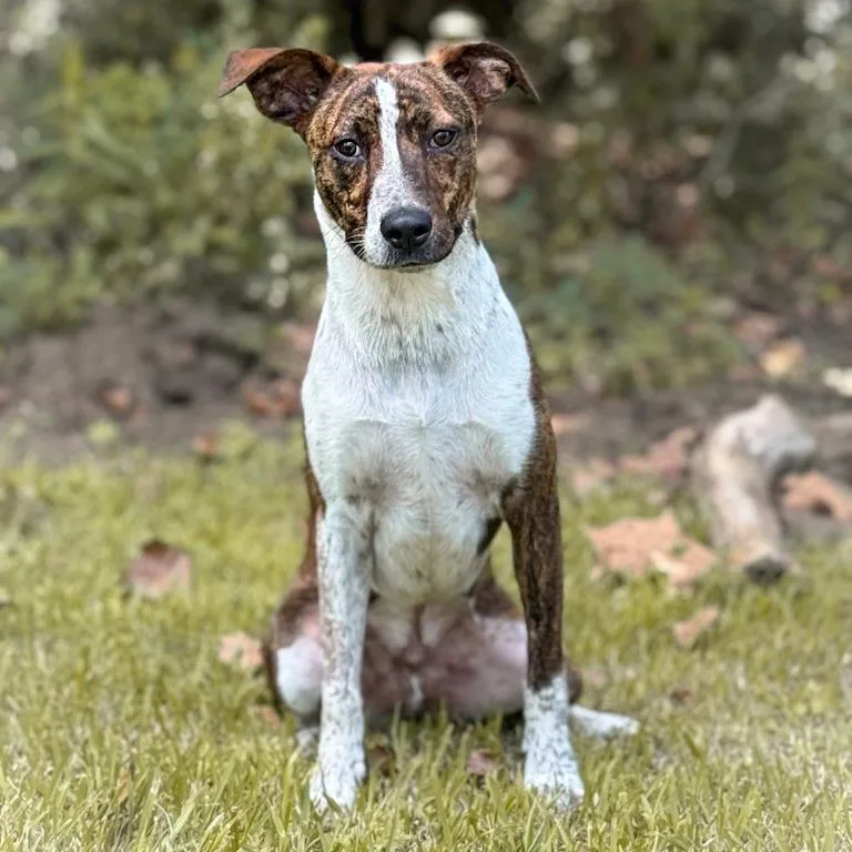 An adult medium-sized male Brindle Australian Cattle Dog / Blue Heeler dog named Lefty for adoption in Lucedale, MS