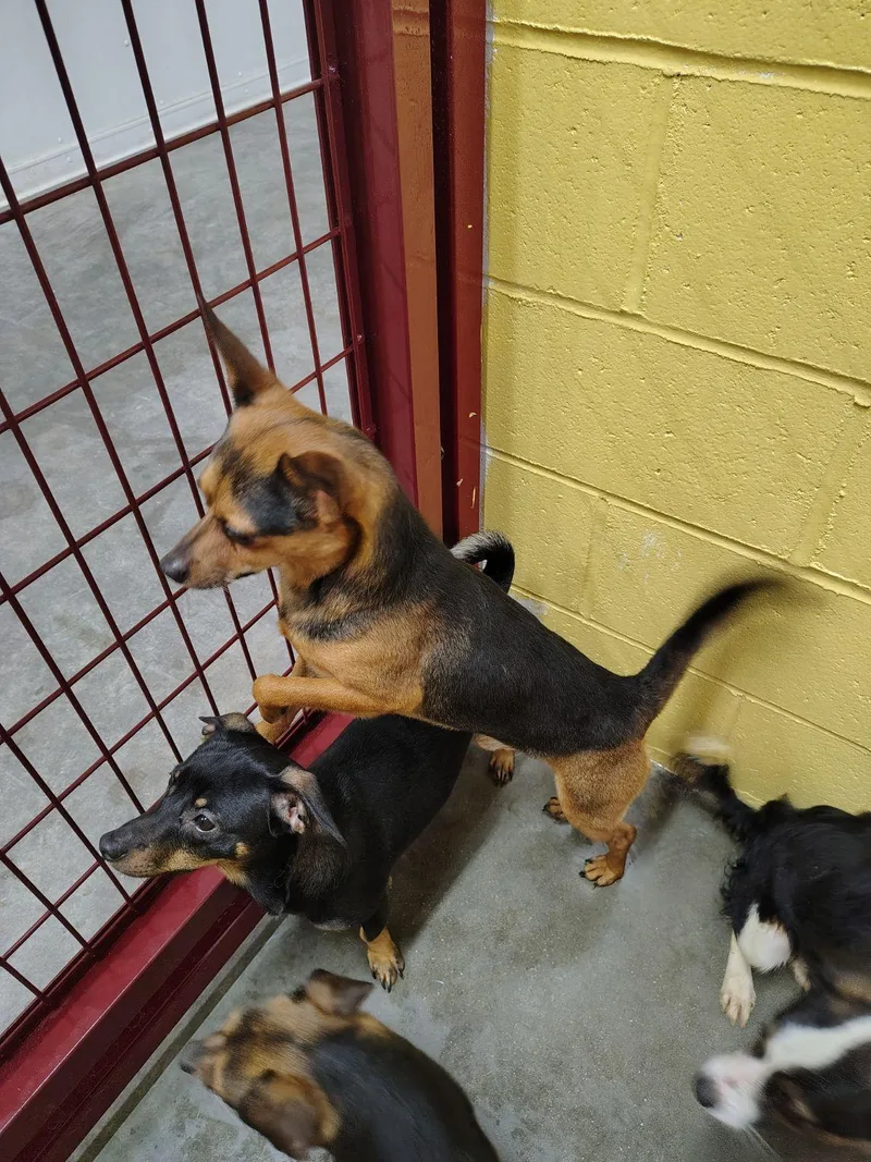 A young small-sized male Bicolor Miniature Pinscher dog named Bob for adoption in Wahpeton, ND