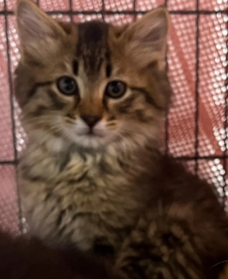 A young small-sized male Tabby (Brown / Chocolate) Domestic Short Hair cat named Clove for adoption in Webster City, IA