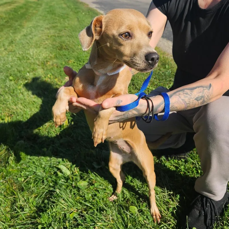 A young small-sized female Chihuahua dog named Kiwi for adoption in Tomah, WI