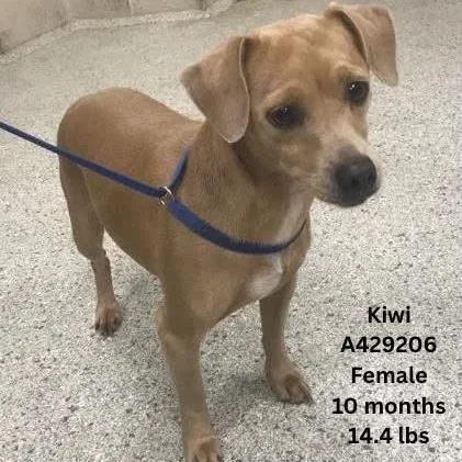 Kiwi thumbnail 4