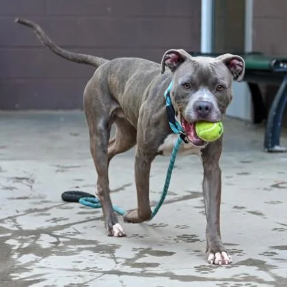 An adult large-sized male Mixed Breed dog named Bao Bun for adoption in Chamblee, GA