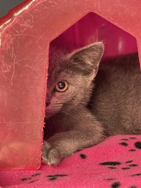 A baby small-sized male Domestic Short Hair cat named Neville for adoption in Santa Cruz, CA