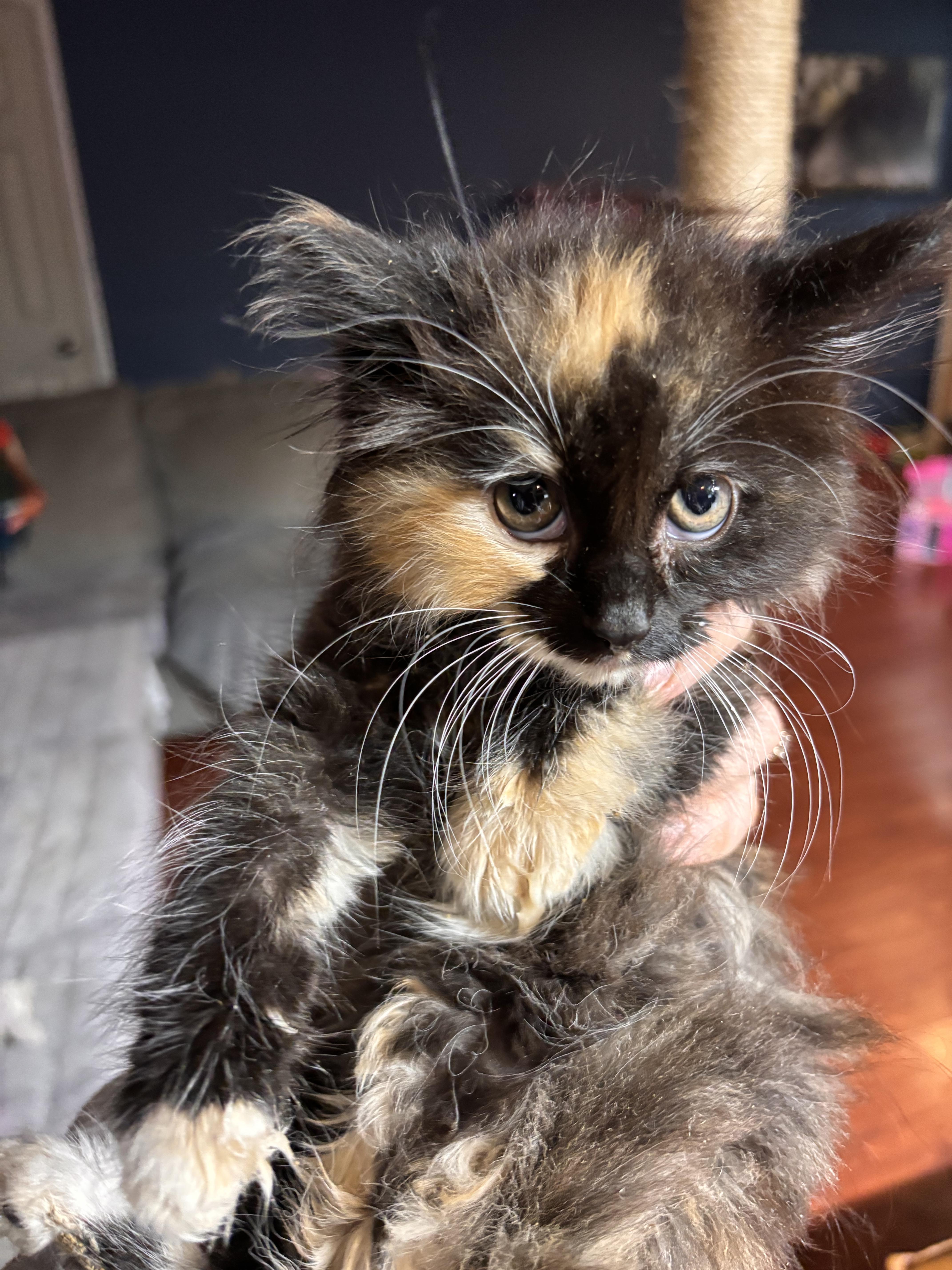 A baby medium-sized female Tortoiseshell Domestic Long Hair cat named Squirtle for adoption in Woodlawn, TN