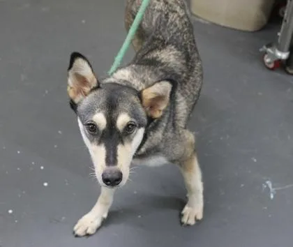 A young medium-sized female Siberian Husky dog named April for adoption in Picayune, MS