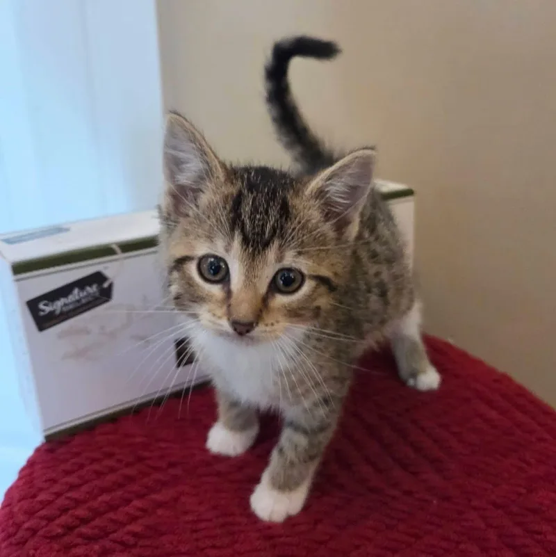 A baby medium-sized female Domestic Short Hair cat named Pooky for adoption in McHenry, IL