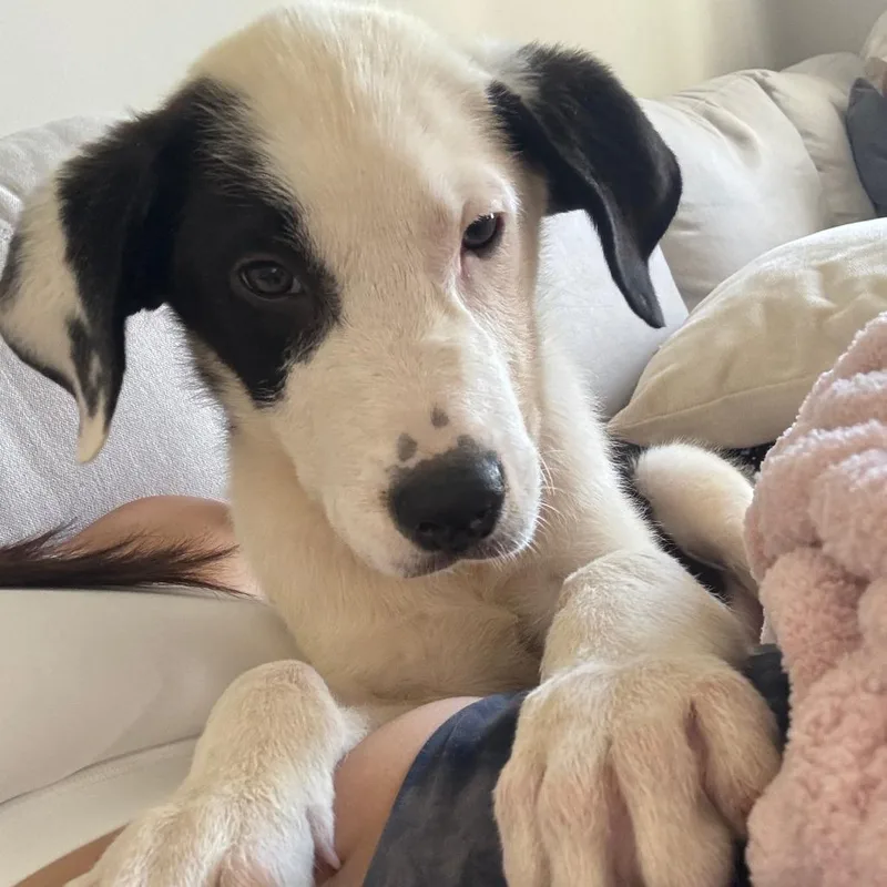 A baby medium-sized male White / Cream Labrador Retriever dog named Ross for adoption in Voorhees, NJ