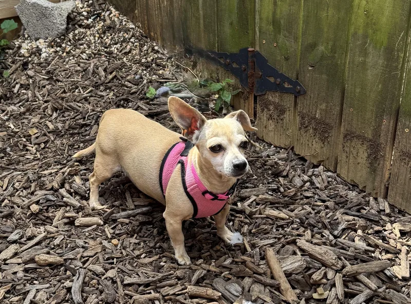 An adult small-sized female Dachshund dog named Mel for adoption in Ellicott City, MD