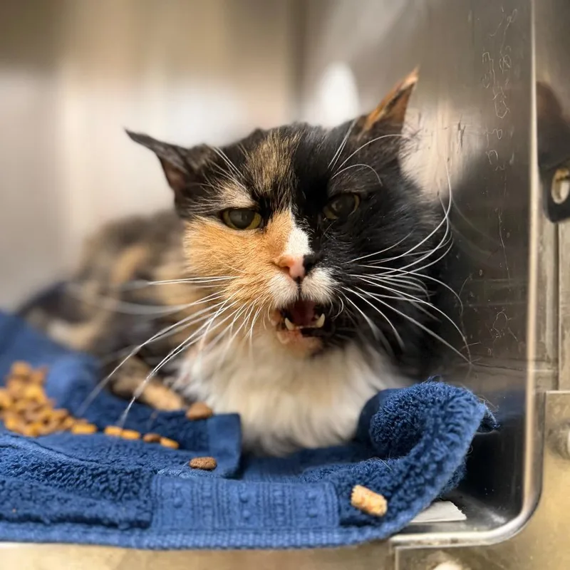 A senior medium-sized female Calico Domestic Long Hair cat named Fluffy for adoption in Perkiomenville, PA