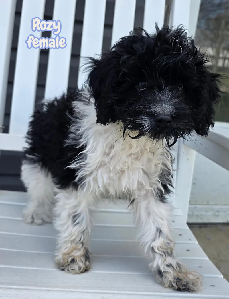 A baby small-sized female Cockapoo dog named Rozy for adoption in Semmes, AL