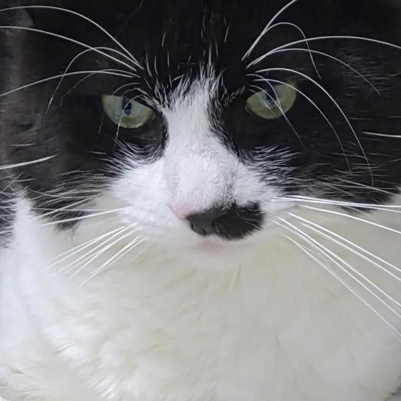 A young medium-sized male Black Domestic Short Hair cat named Eddy for adoption in Natick, MA