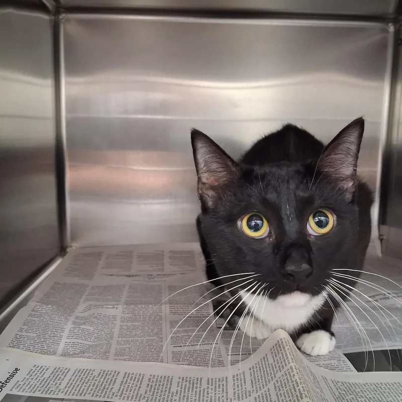 A young medium-sized male Black Domestic Short Hair cat named Tux for adoption in Auburn, AL