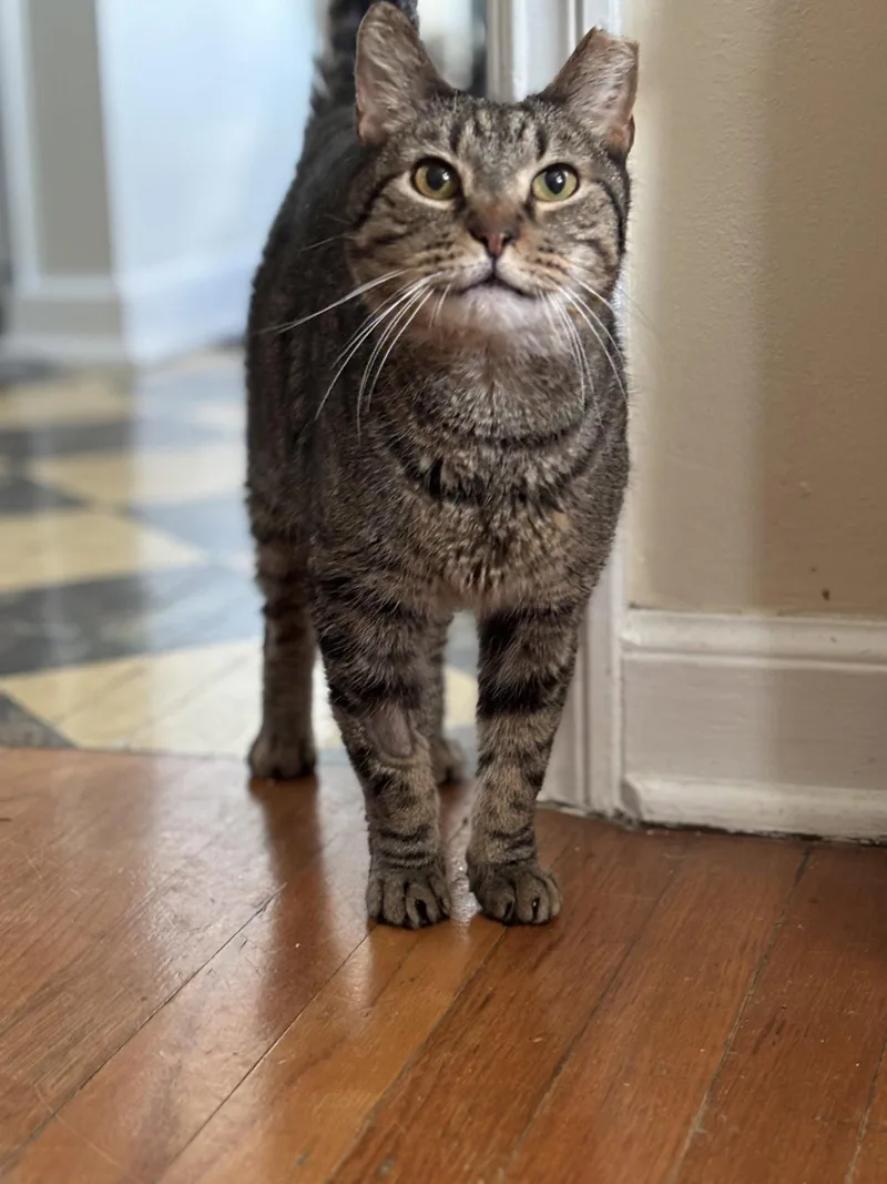 An adult medium-sized male Tabby cat named Ricky for adoption in Dublin, OH