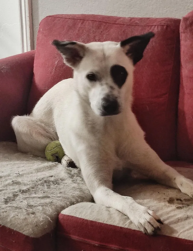 A young medium-sized female Tricolor (Brown, Black, & White) Shepherd dog named Sunshine for adoption in Houston, TX
