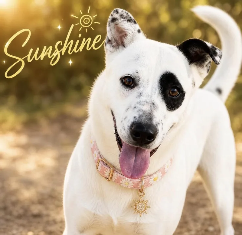 Sunshine thumbnail 3