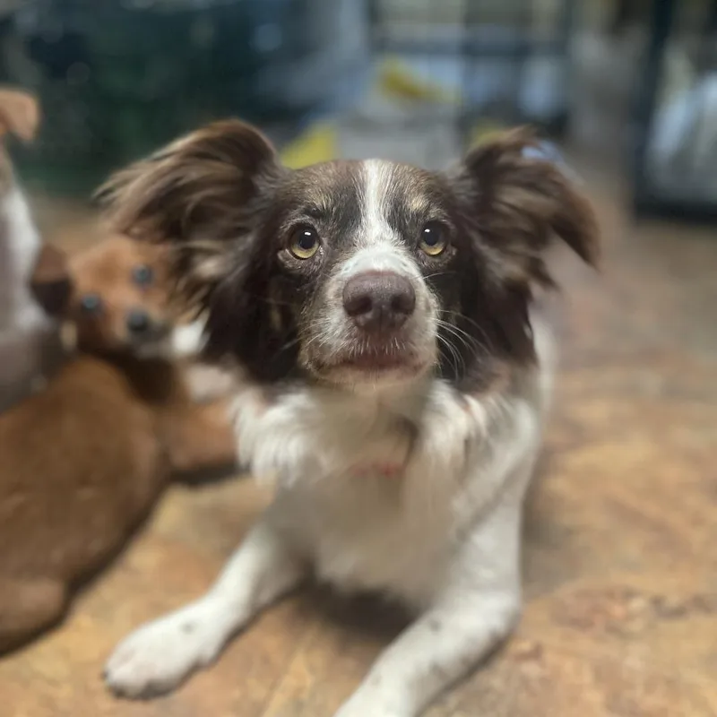 An adult medium-sized female White / Cream Papillon dog named Moon Moon for adoption in Austin, TX