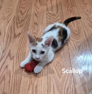 A baby medium-sized female Domestic Short Hair cat named Scallop for adoption in Parkville, MD
