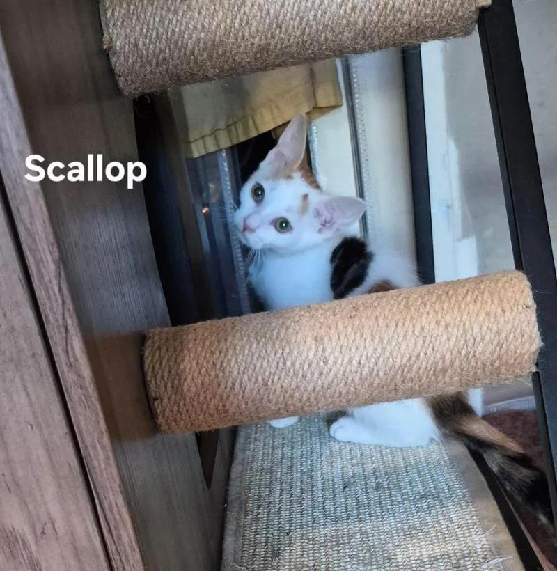 Scallop thumbnail 2