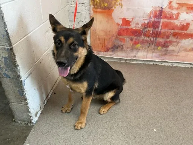 A young large-sized male German Shepherd Dog dog named Dumbledor for adoption in San Bernardino, CA