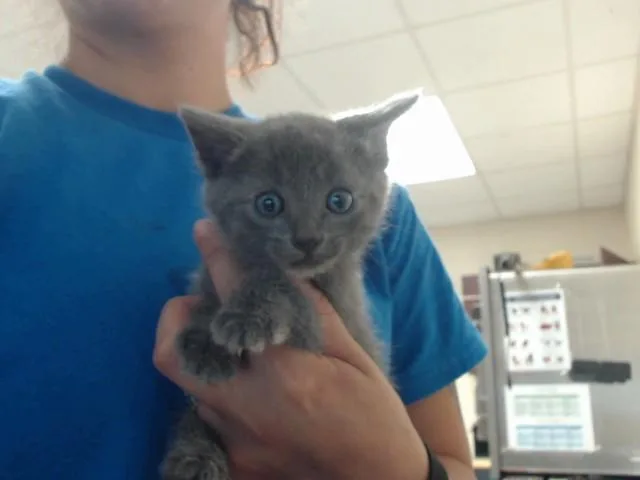 A baby small-sized male Domestic Short Hair cat named Forrest for adoption in Fayetteville, NC