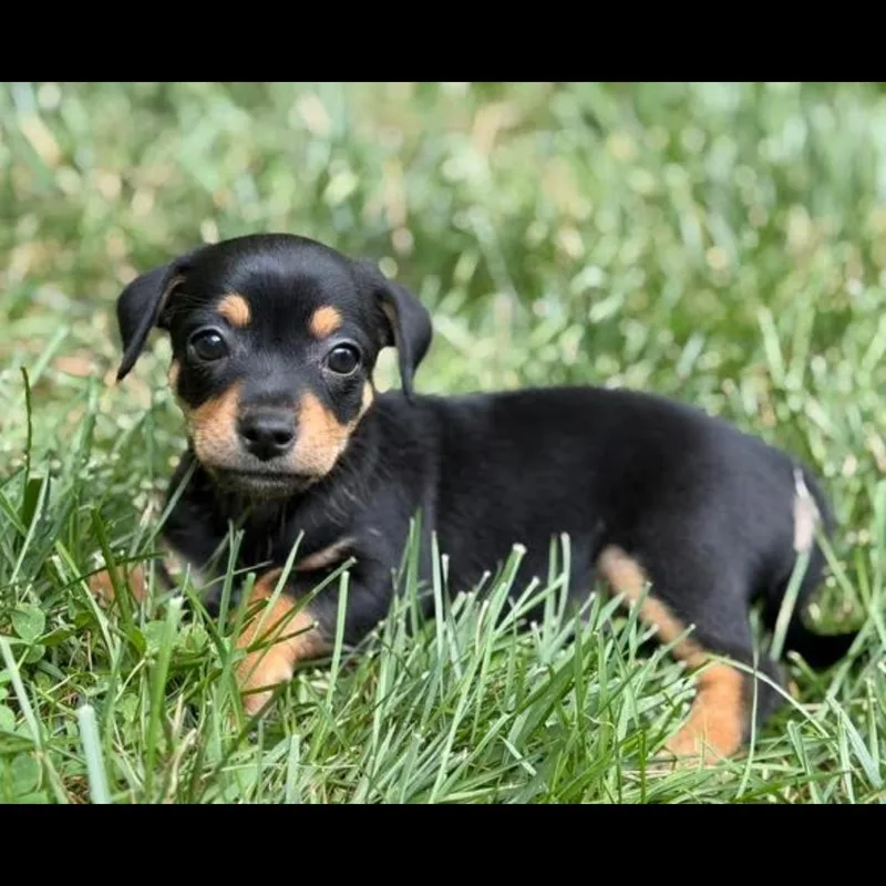 A baby small-sized male Black Chihuahua dog named Miz for adoption in Midlothian, VA