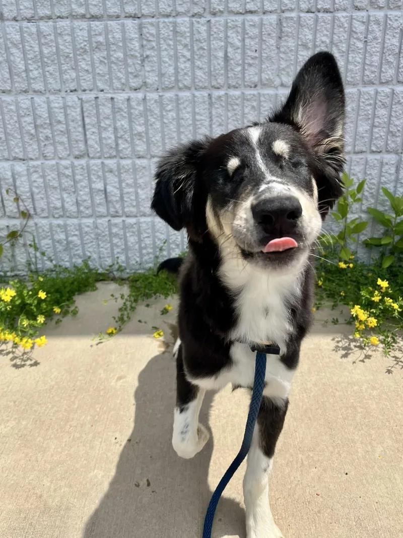 A young medium-sized male Australian Shepherd dog named Mort for adoption in Blaine, MN