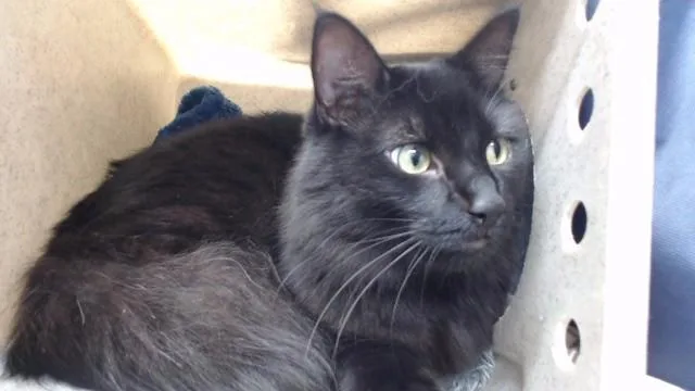 A young medium-sized male Domestic Short Hair cat named Salem for adoption in Downey, CA