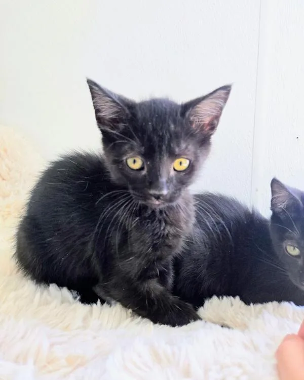 A baby small-sized male Domestic Short Hair cat named Valentino for adoption in Vallejo, CA