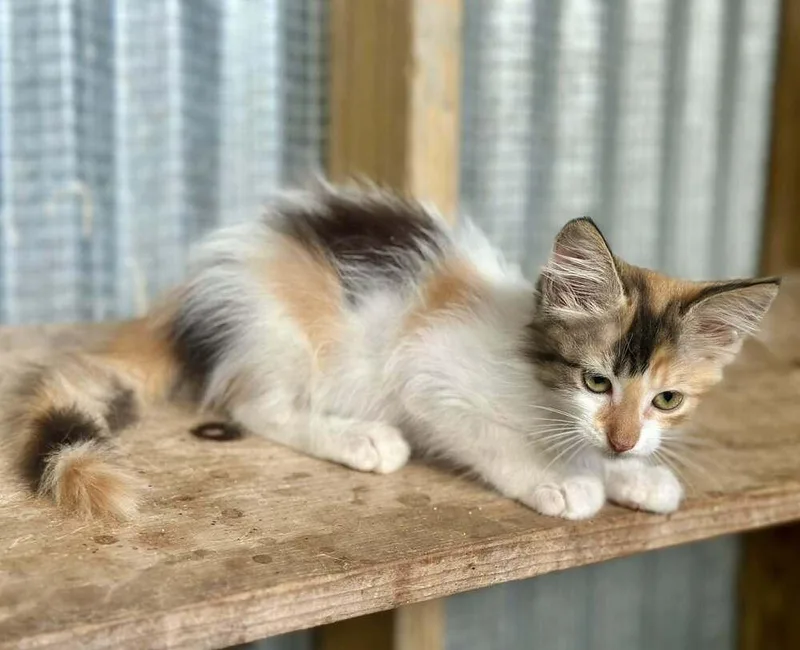 A baby small-sized female Domestic Medium Hair cat named Nika for adoption in Groveland, MA
