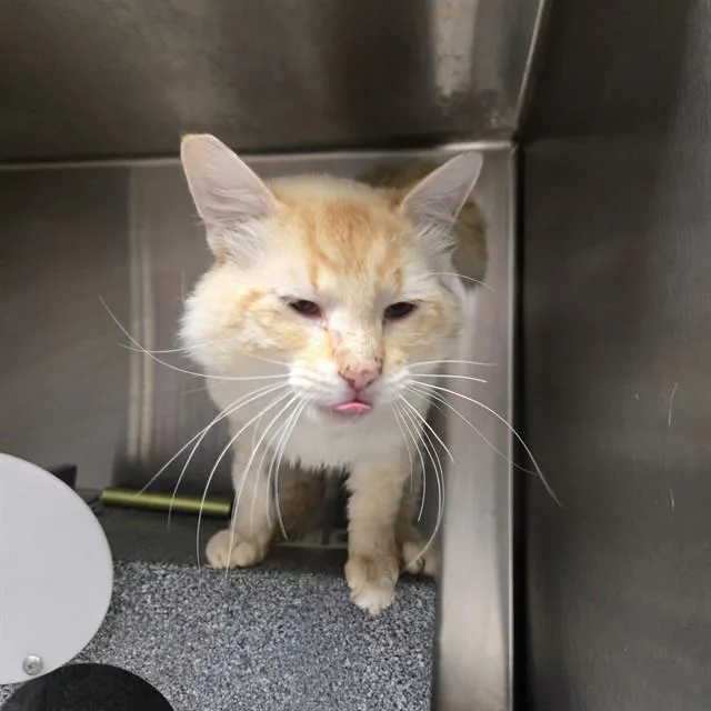 An adult large-sized male Siamese cat named Nibs for adoption in Casper, WY