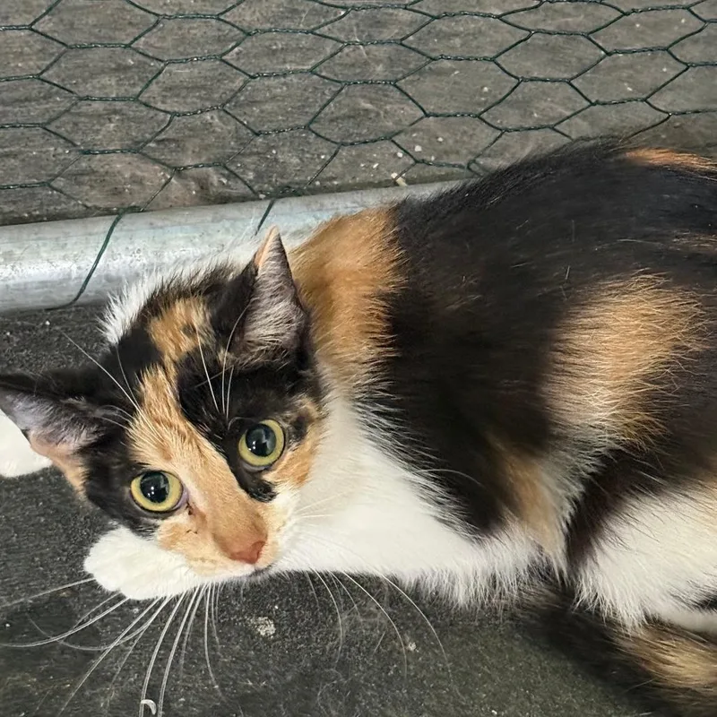 A young medium-sized female Calico Domestic Short Hair cat named C Rainbow for adoption in Franklin, PA