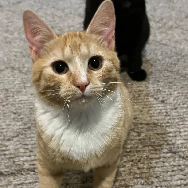A baby medium-sized female Orange / Red Domestic Short Hair cat named Dill for adoption in Durham, NC