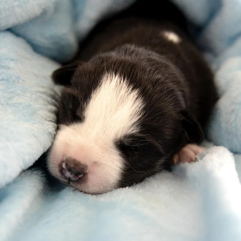 Sapphire thumbnail 2