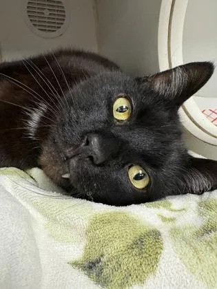 A senior medium-sized male Domestic Short Hair cat named Barry for adoption in West Chester, PA